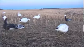 Весенняя охота на белых гусей в Канаде, в Саскачеване.