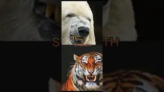 TIGER VS POLAR BEAR who's stronger???