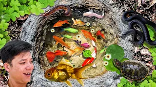 Amazing Catch Strange Fish In Tiny Pond, Koi, Turtles, Guppies, Shrimp, Snapper, Ornamental Fish