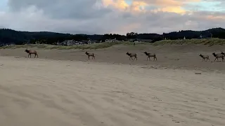 Elk herd on Canon Beach