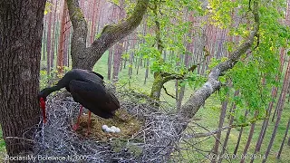 Królewicz broni jaj przed szopem praczem / The Prince protects the eggs from a raccoon