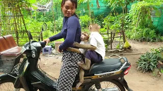 Loveable Monkey Koko And Yoko Asking Mom Riding The Motor Bike