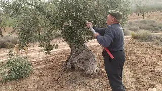 Toda una vida en el campo | Poda tradicional de olivos