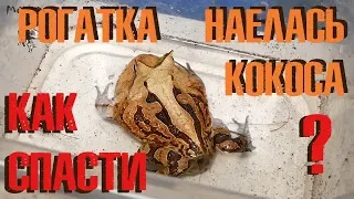 Закупорка кишечника у рогатки: что делать?