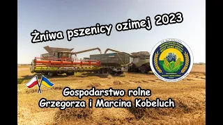 Żniwa pszenicy ozimej 2023 | Gospodarstwo rolne Grzegorza i Marcina Kobeluch