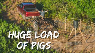 Trapping a large number of wild hogs fast. (Must watch)