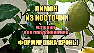 Лимон из косточки условия для ускоренного плодоношения. Формировка кроны