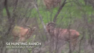 Monster Aoudad Hunt at S4 Hunting Ranch