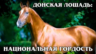 ДОНСКАЯ ЛОШАДЬ: Национальное достояние России | Интересные факты про породы лошадей и животных