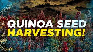 Quinoa from seed to harvesting