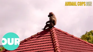 Large Male Baboon Moves Into Family Suburb | Animal Cops South Africa Ep6 | Our World