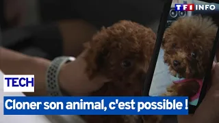 Cloner son animal, c'est possible !