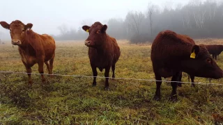 Rotational Grazing