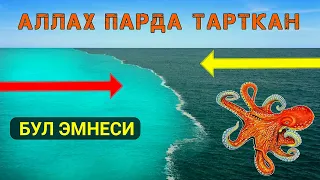 Деңиздеги сыр | Аллахтын пардасы