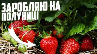 Як заробити на вирощуванні полуниці. Ч.1