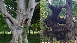 15 Creepy Trees You Didn't Know Existed