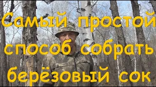 Самый простой способ собрать березовый сок