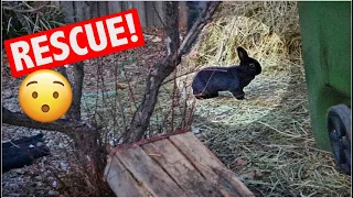 RESCUING A SCARED RABBIT LIVING IN A YARD!