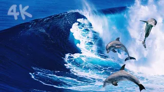 Amazing Wild Dolphins 🐬 | Relaxing Music - Wild Dolphins Swimming in HD Compilation 🐬