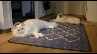 Cute and Furry Ragdoll Cats 😻  | Cat hardware with dog software