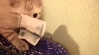 Котенок украл деньги на валерьянку  мега ржач приколы с животными  декабрь 2014