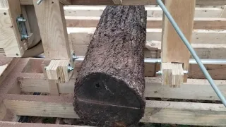 Homemade Bandsaw Mill: Old Black Walnut Log