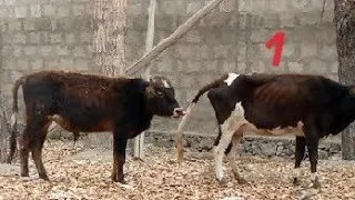 Small Bull But Powerful Try To Meeting 3 Cow 🐄 | Village Animals |