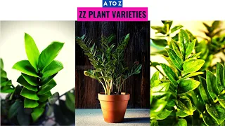 ZZ Plant Varieties A to Z