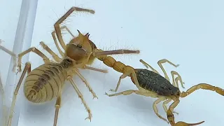 避日蛛VS蝎子 骆驼蜘蛛大战PK蝎子 Camel Spider vs scorpion