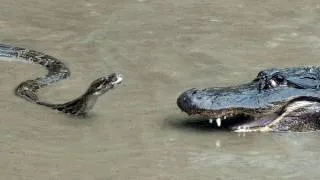Python против Alligator 01 - Python нападает на Alligator