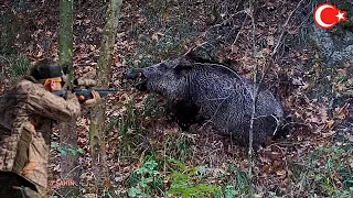 Azılı yaban domuzu  avı / Wild boar hunting in Türkiye #okaysahin #hugluovis #wildboarhunt