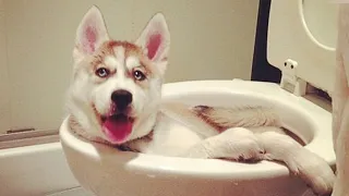 Husky doing husky things! FUNNIEST Dogs