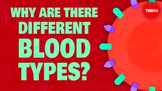 Why do blood types matter? - Natalie S. Hodge