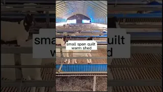 New sheep raising shed