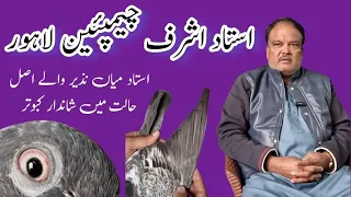 Ustad Ashraf Champio Lahore Best ever pigeons of Ustad Mian Nazeer