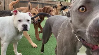 Holiday Hounds at Wag Atlanta