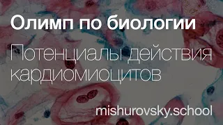 Потенциалы действия кардиомиоцитов | Олимпиадная биология