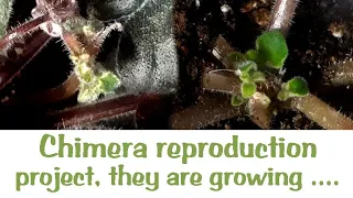 How to reproduce an african violet chimera. PART 3