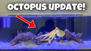 UPDATE On My OCTOPUS + SEA HORSES!! *FEEDING*