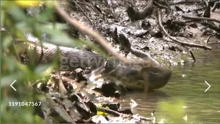 Colonel Fawcett's giant anaconda 1907  - 1925