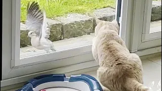 Kitten Vs Bird (Cat In Hunting Mode)