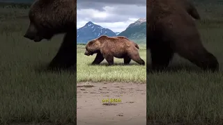 The Biggest Grizzly Bear EVER