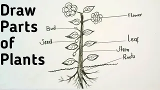 Draw a different parts of a plant Tree || Parts of Tree || How To Draw Plant Parts
