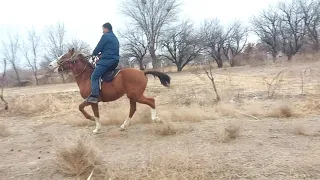 Су жорга сатылады  багасын келысемыз тел 87075992160