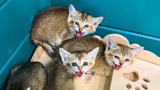 KITTENS TASTE MEAT FOR THE FIRST TIME / Bobcat Rufus catches something incomprehensible in the water