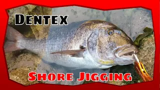 Shore jigging big Dentex