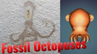 Prehistory of the Octopus
