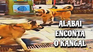 ALABAI & KANGAL | Comparação