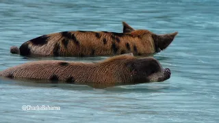 Charlie Bahama Swimming Pigs of Exuma