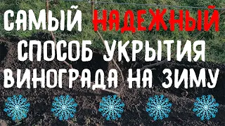 Как укрыть виноград на зиму